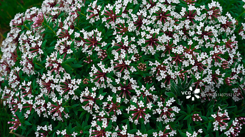 盛开的狼毒花图片素材