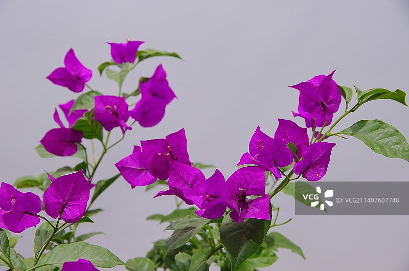 三角梅图片素材