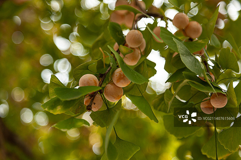 银杏树叶，银杏果图片素材