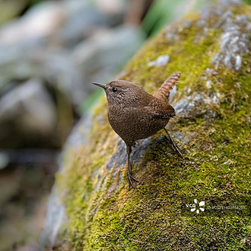 一只鹪鹩站在青苔石头上图片素材