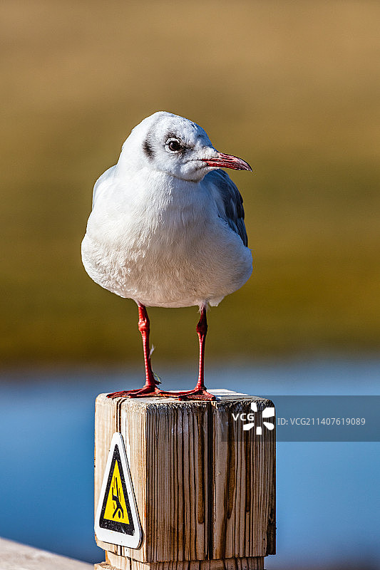 呆萌的紅嘴鷗图片素材