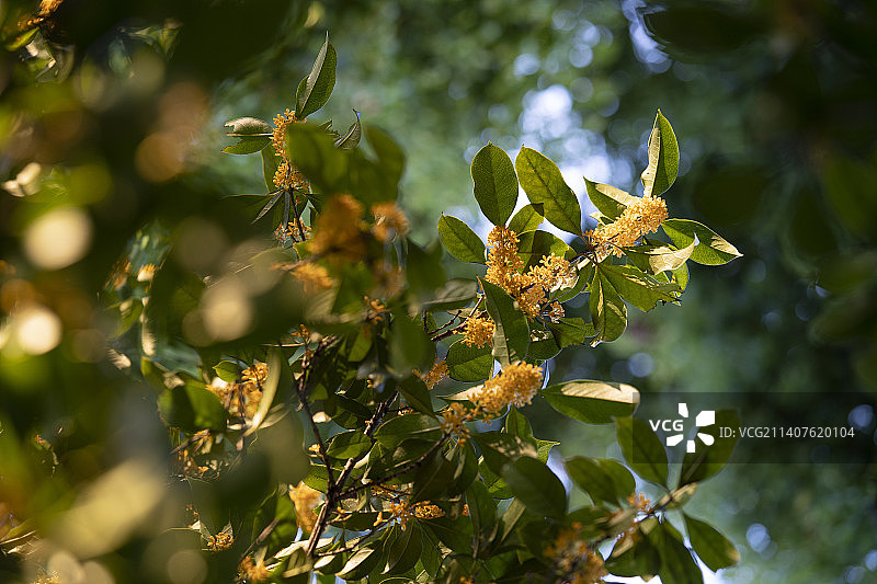 光影中的桂花图片素材