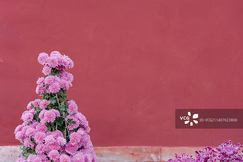 最美秋季，菊花盛开，姹紫嫣红香满园图片素材