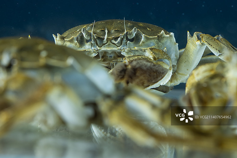 鲜活大闸蟹水下特写图片素材