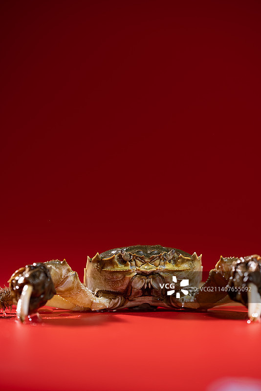 一只鲜活的大闸蟹特写,红色背景图片素材