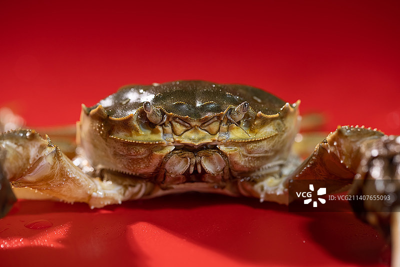 一只鲜活的大闸蟹特写,红色背景图片素材