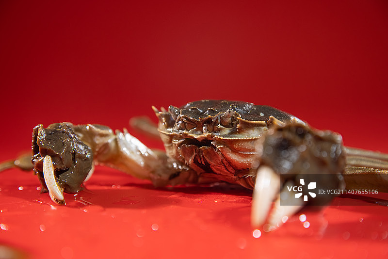 一只鲜活的大闸蟹特写,红色背景图片素材