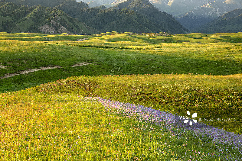 塔城沙湾县鹿角湾草场晨光图片素材
