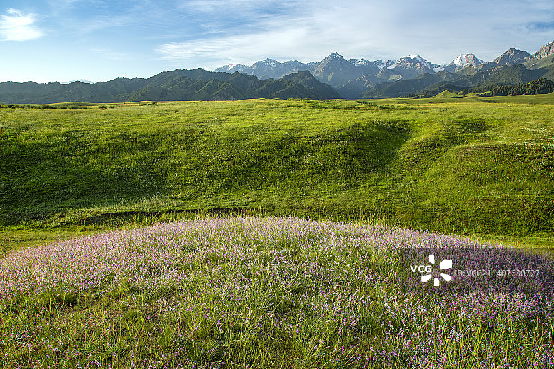 塔城沙湾县鹿角湾草场晨光图片素材