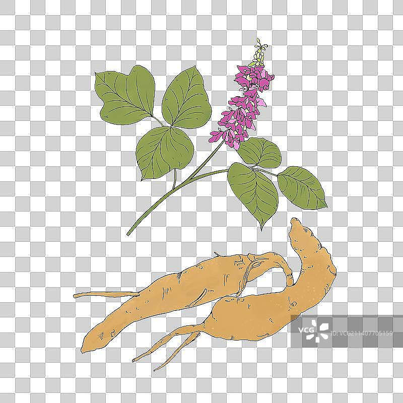 葛根 中药材 手绘描边图片素材