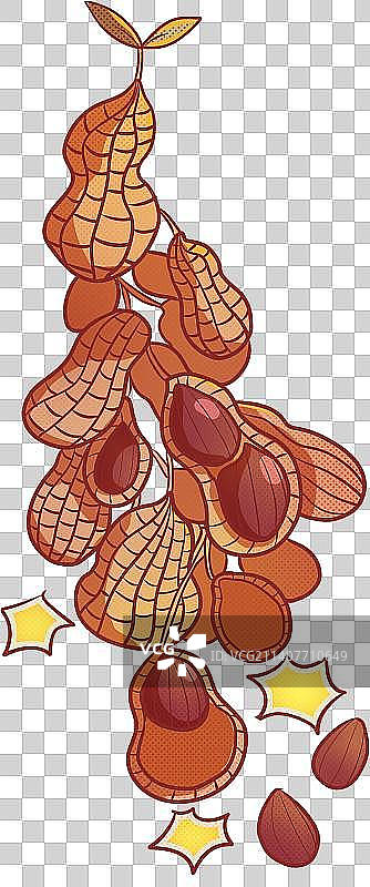 一串花生图片素材