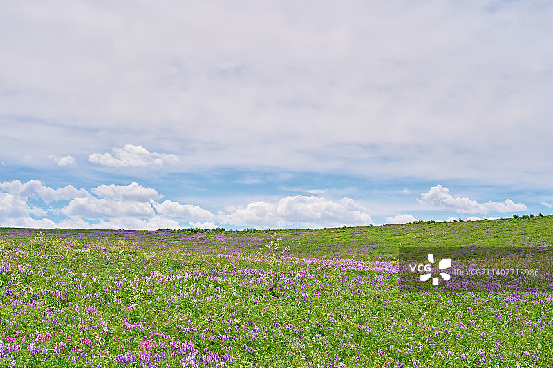 夏季山花开遍山野治愈系景色图片素材