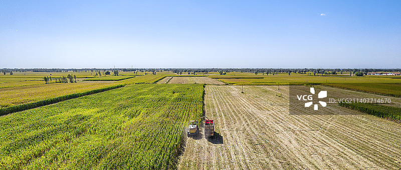 内蒙古呼和浩特市秋天里收割机收割用于青贮的玉米作业航拍图片素材