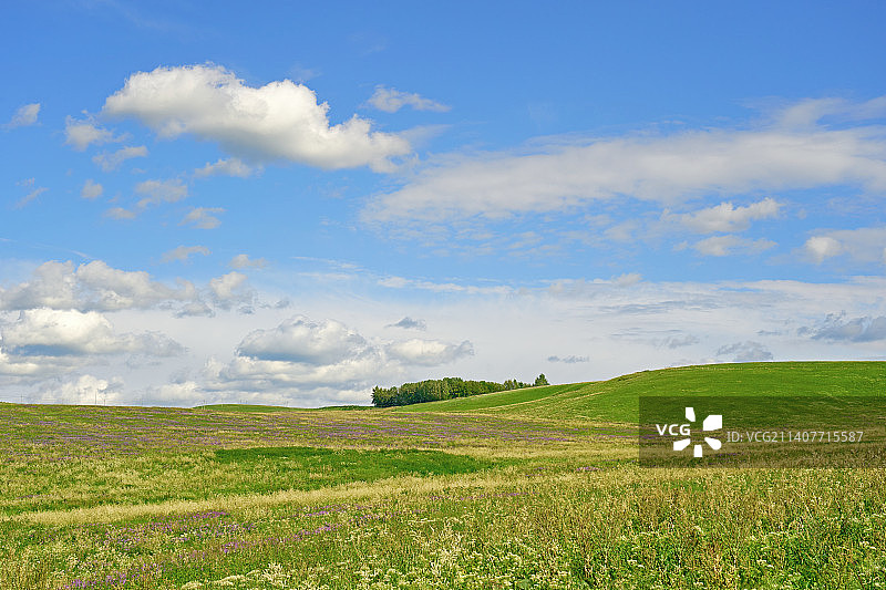 夏日晴天山坡草地与山花盛开景色图片素材