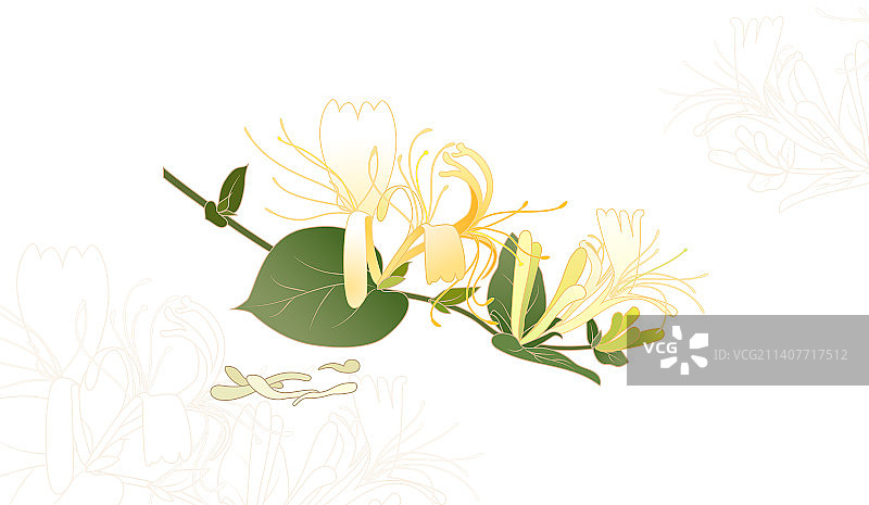 中医药材插画忍冬金银花矢量插画图片素材