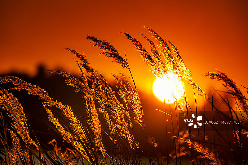 额尔齐斯河畔图片素材