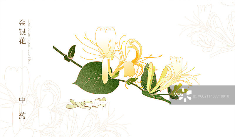 花茶插画金银花图片素材
