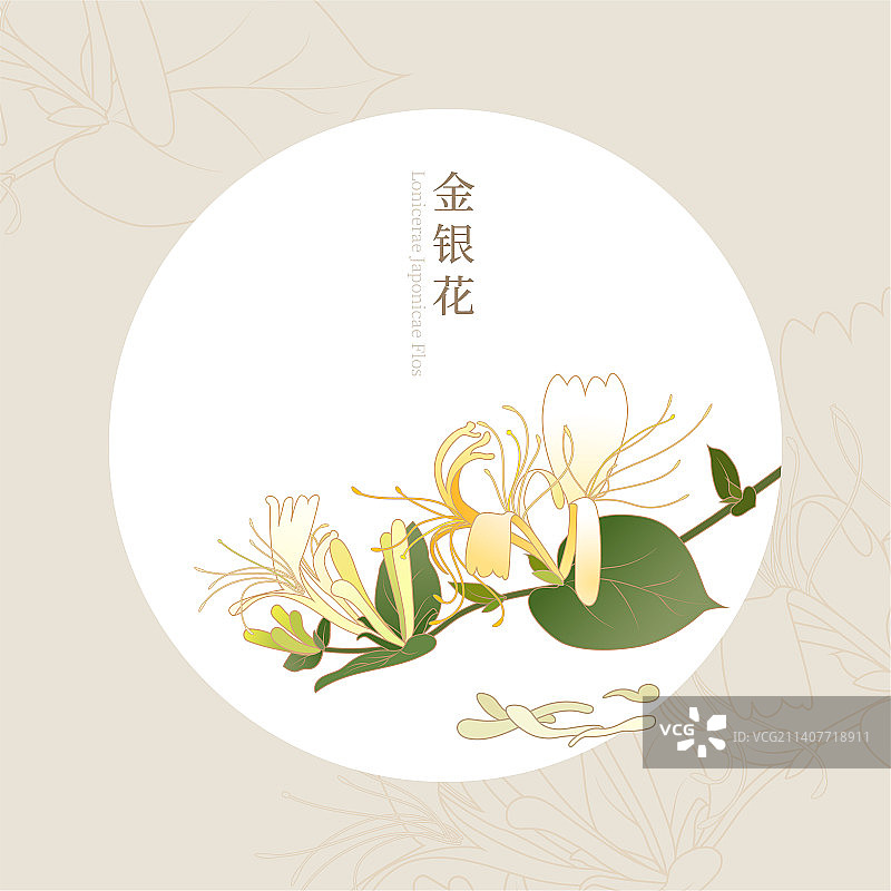 金银花矢量插画图片素材