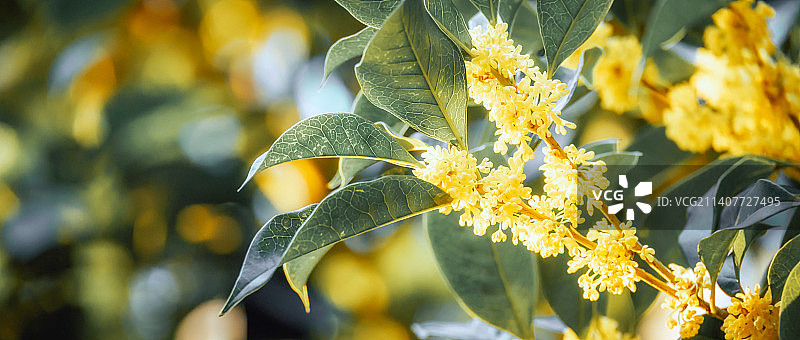 桂花香图片素材