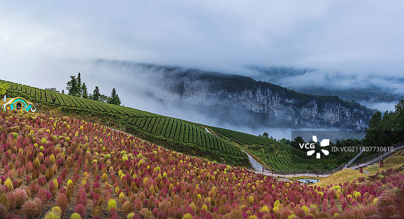秋意扫帚苗图片素材