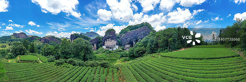 武夷山 马头岩 茶园 马肉图片素材