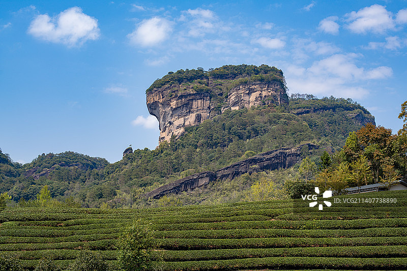 武夷山 茶园图片素材