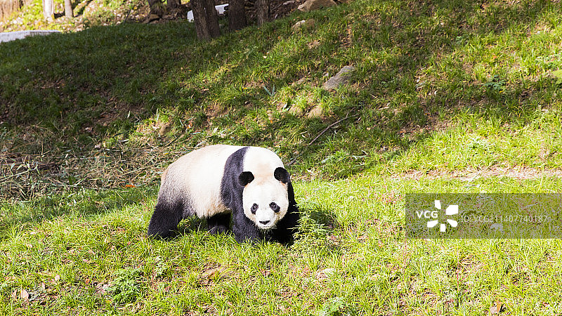 秦岭大熊猫图片素材