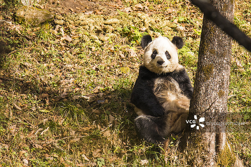 秦岭大熊猫图片素材