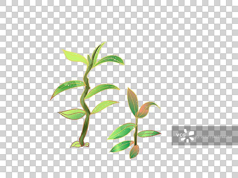 铁皮石斛中药药材老中医国风插画元素素材图片素材