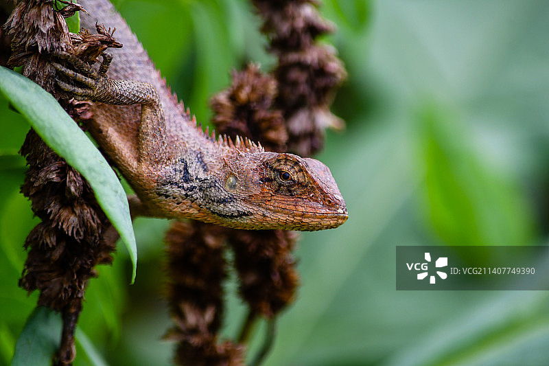 准备猛扑的变色树蜥图片素材