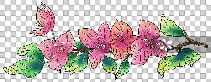 宝巾花三角梅图片素材