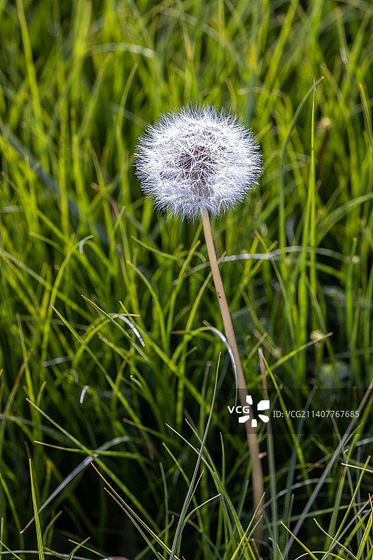 蒲公英图片素材