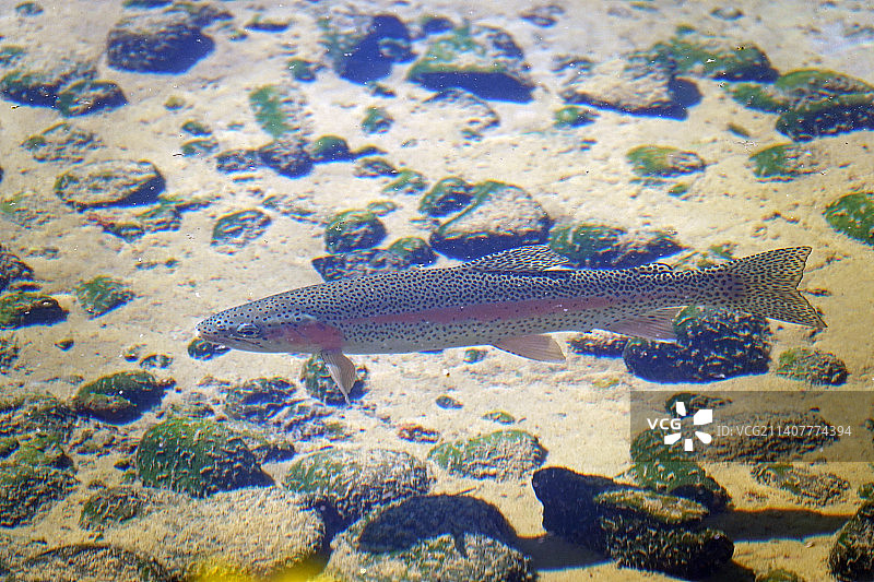 虹鳟鱼图片素材