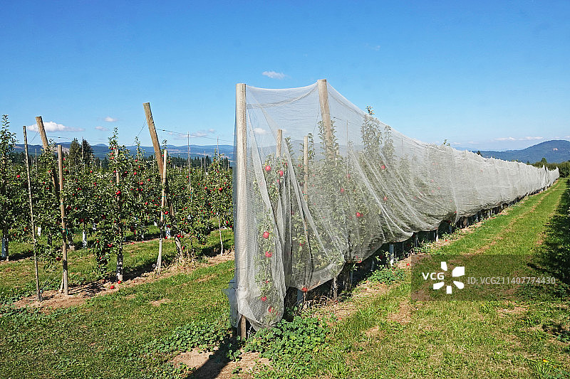 套网的苹果树图片素材