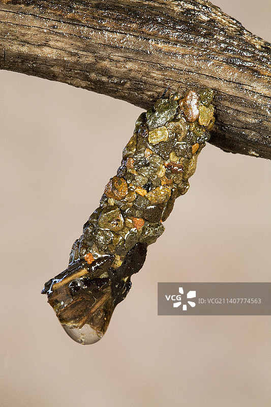 石蛾幼虫图片素材