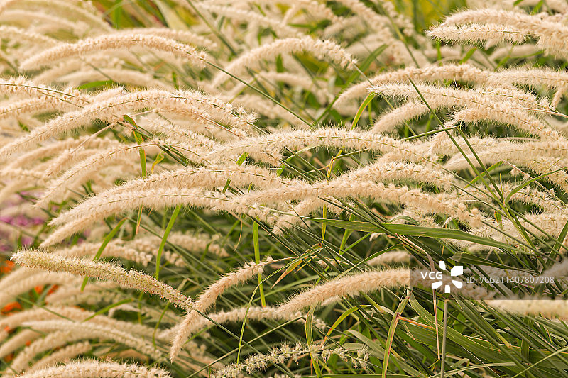 狗尾草图片素材