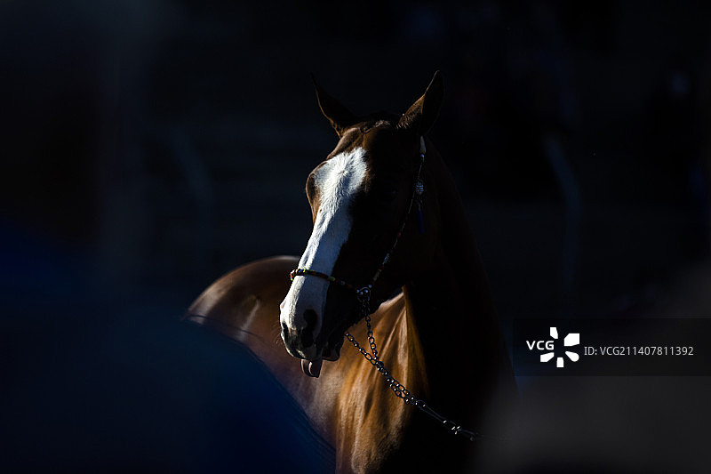 纯种马的黑色背景特写图片素材