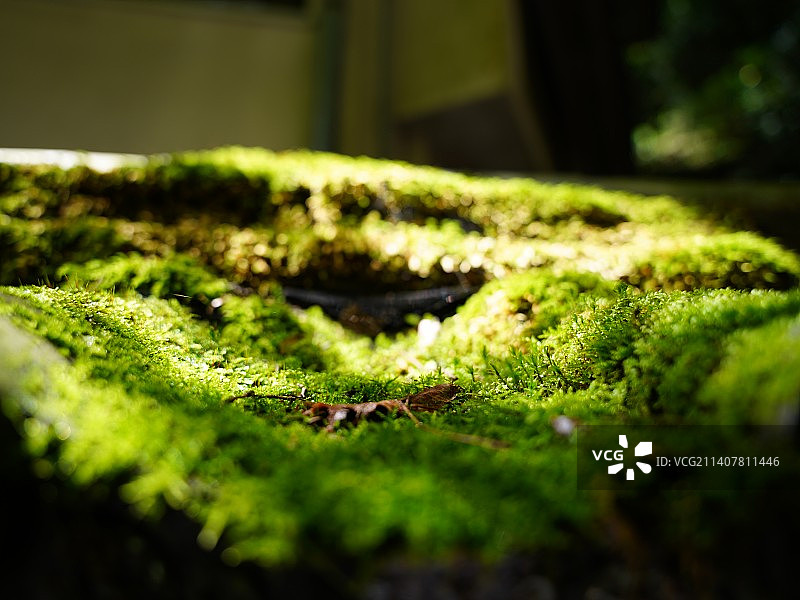 树干上生长的苔藓特写图片素材