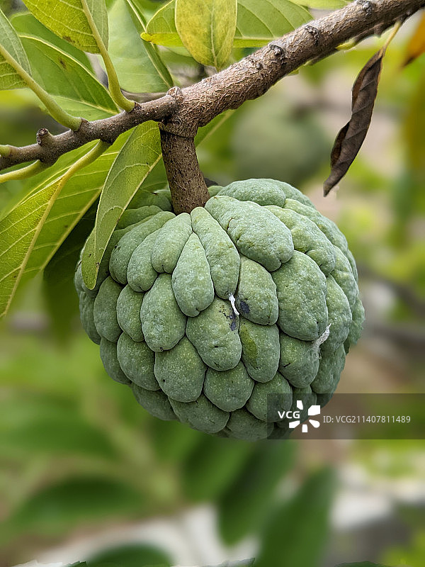 生长在树上的水果特写，印度尼西亚图片素材