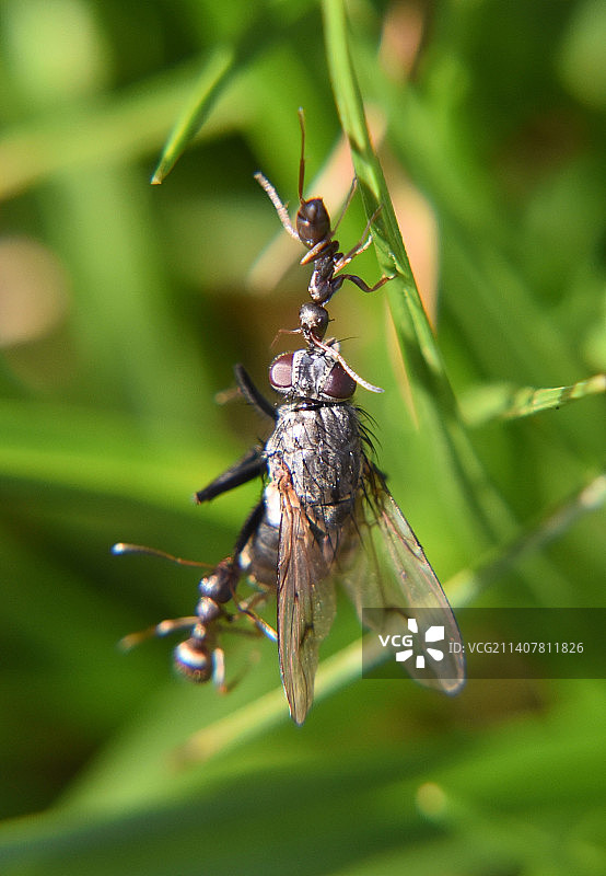 德国维布灵韦尔德植物上的昆虫特写图片素材