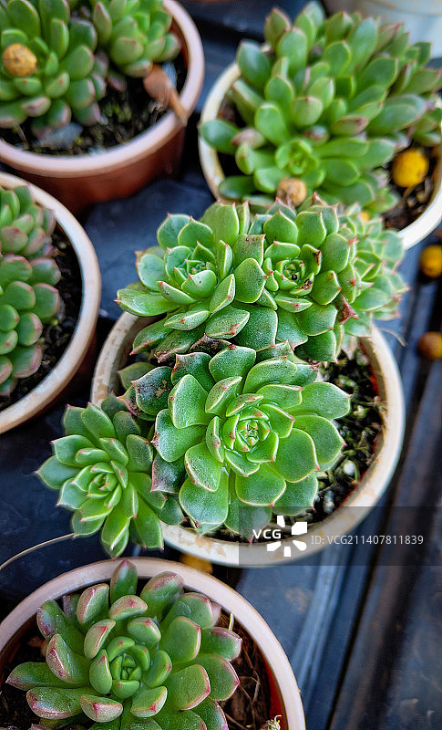 桌子上多肉植物的俯视图图片素材