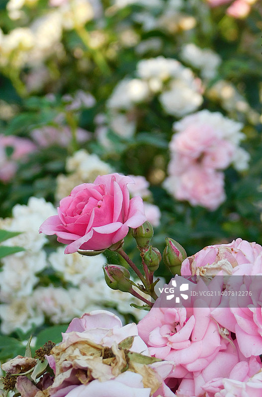 粉色玫瑰的特写图片素材