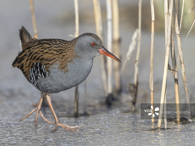 水鸟栖息在岸边特写，哈米纳，芬兰图片素材