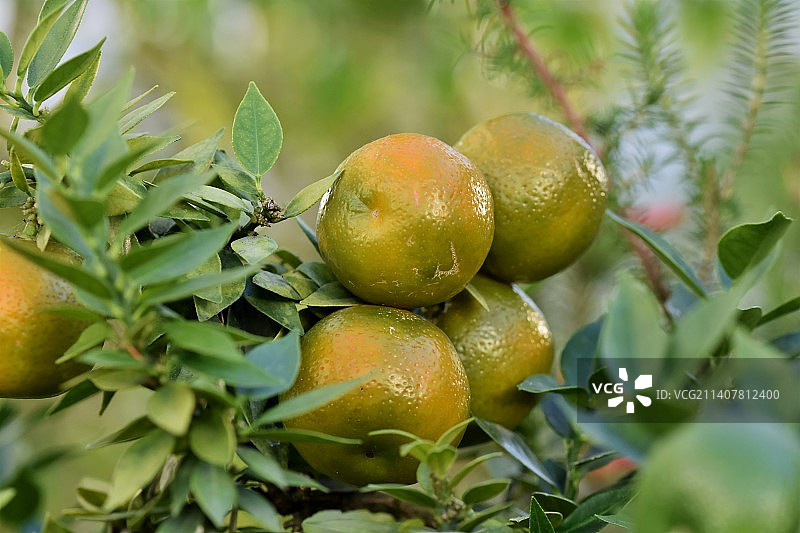 树上生长的果实的特写图片素材