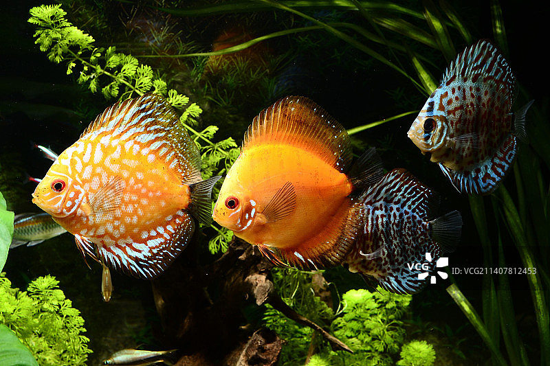 水族箱中丽鱼的特写图片素材