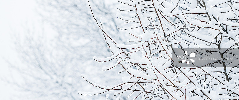 冬季抽象背景，美丽的雪景树木图片素材