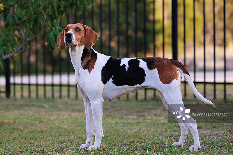 美国德克萨斯州，原野上猎犬的站立肖像图片素材