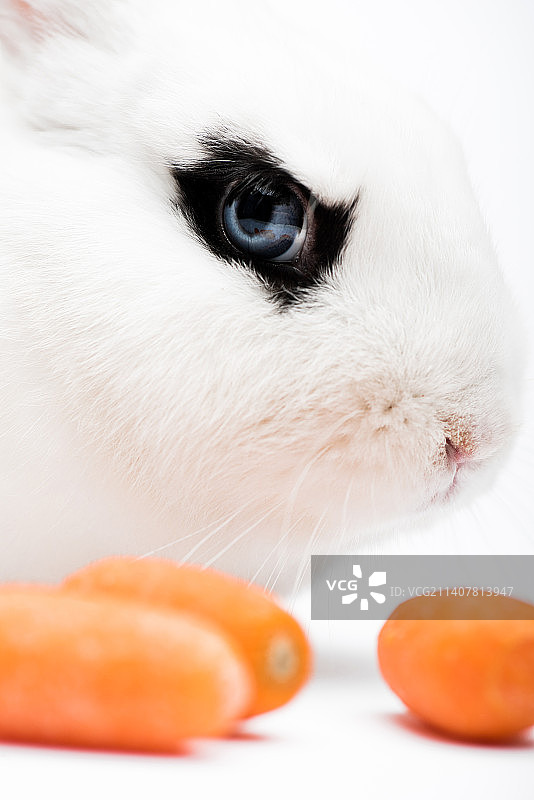 白色背景上的侏儒垂耳兔特写图片素材