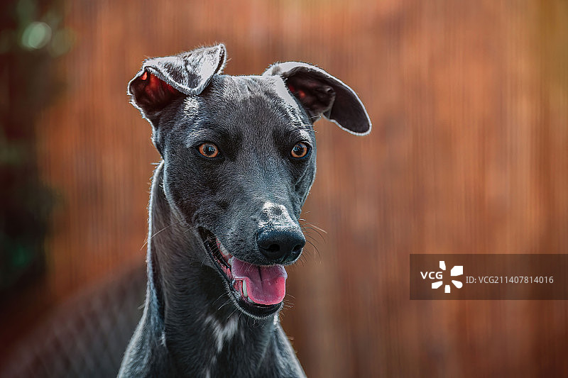 英国惠比特犬的特写肖像图片素材