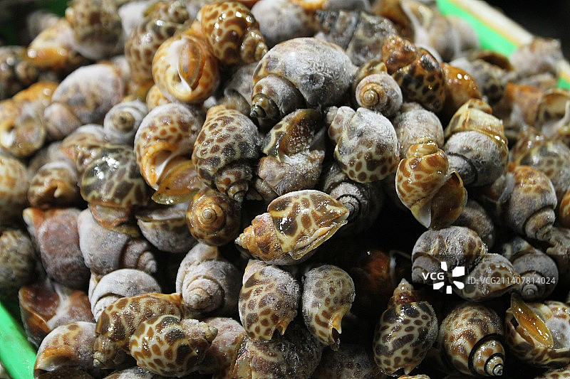 市场上出售的蛤蜊特写，勿加泗，印度尼西亚图片素材